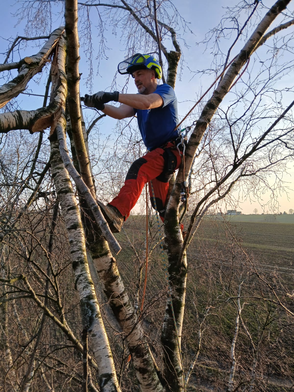 Baumpflege mit Seilklettertechnik in NRW