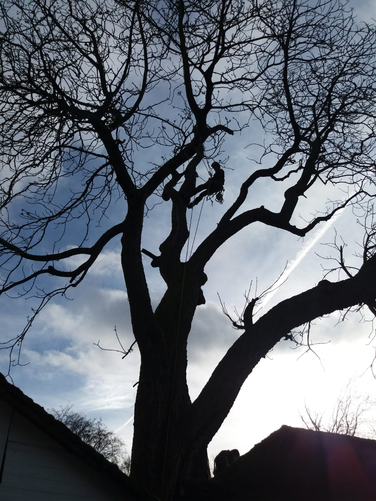 Baumpfleger in Seilklettertechnik in einem Baum hängend